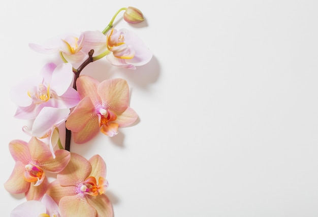 Orquídeas sobre fondo blanco.