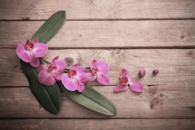 Orquídeas sobre fondo de madera vieja