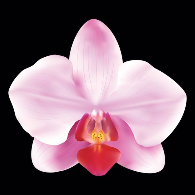 Las orquídeas son plantas que pertenecen a la familia de las orquídeas, un grupo diverso y extendido de