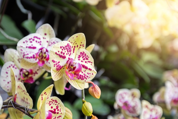 Las orquídeas tailandesas tienen espigas de flores altamente decorativas. Orquídeas del Cymbidium en jardín tropical.