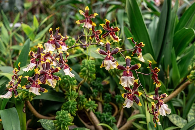 Orquídeas tropicais prosperam no habitat exuberante da floresta tropical, exibindo cores vibrantes e pétalas delicadas. Flores exóticas florescem com folhagem rica, criando uma cena de beleza natural de tirar o fôlego.
