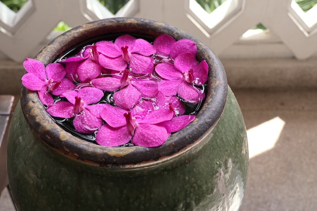 Orquídeas vanda flor na água