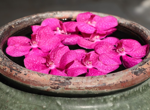 Las orquídeas Vanda florecen en agua