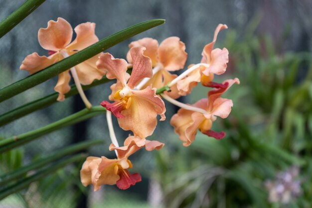 Orquídeas vanda laranja no jardim