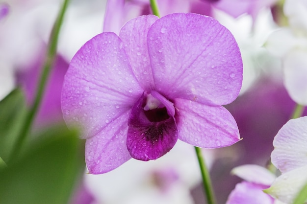 orquídeas violetas