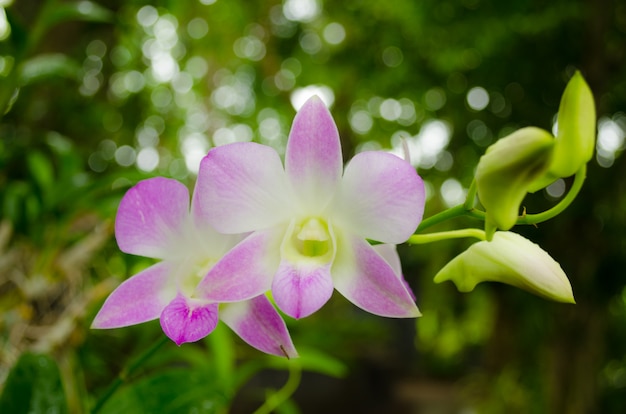 Orquídeas