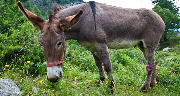 Orsiera Park, Region Piemont, Italien: ein Esel frei im Park