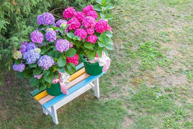 Ortensia Blumen Hortensie als Dekorationsgarten Romantisches und zartes Geschenk