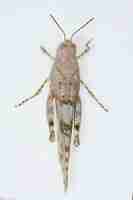 Foto orthoptera são insetos paurometabólicos com peças bucais mastigáveis