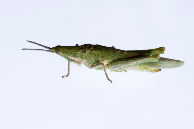 Orthoptera sind paurometabolische Insekten mit zähen Mundwerkzeugen