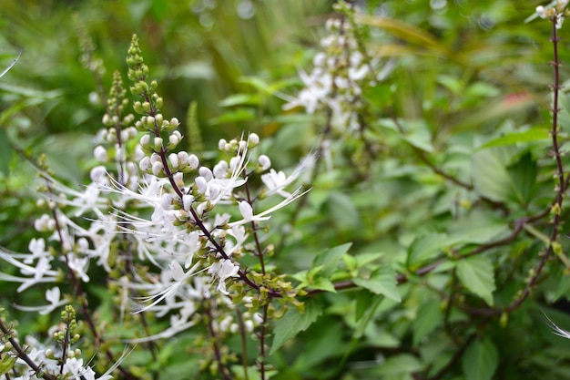 Orthosiphon aristatus von famili Lamiaceae / Labiatae.