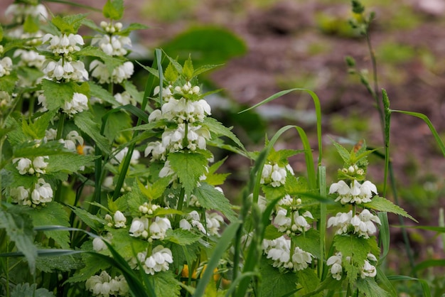 Ortiga común urtica dioica en flor con flores blancas