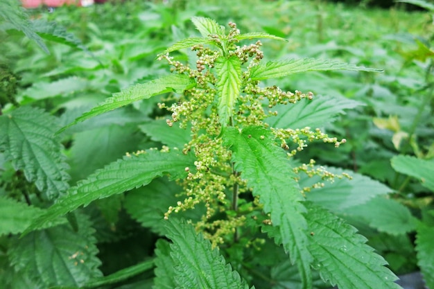 Ortiga espécimen macho de floración dioica