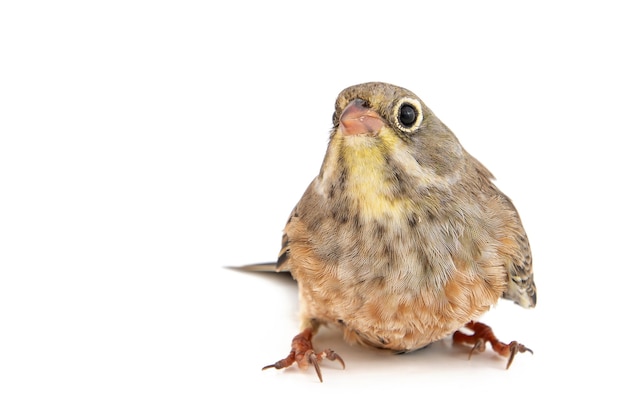 Ortolan Emberiza hortulana isolado no branco