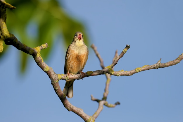 Ortolan macho (Emberiza hortulana) en plumaje nupcial, primer plano, se sienta en una rama