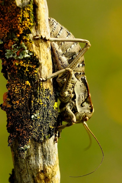 Los ortópteros son insectos paurometabólicos con piezas bucales masticables.