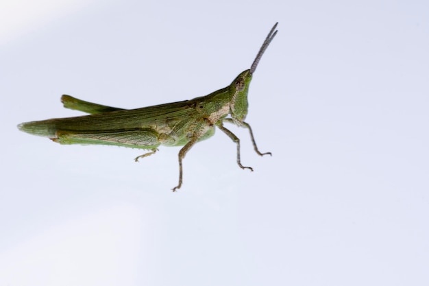 Los ortópteros son insectos paurometabólicos con piezas bucales masticables.