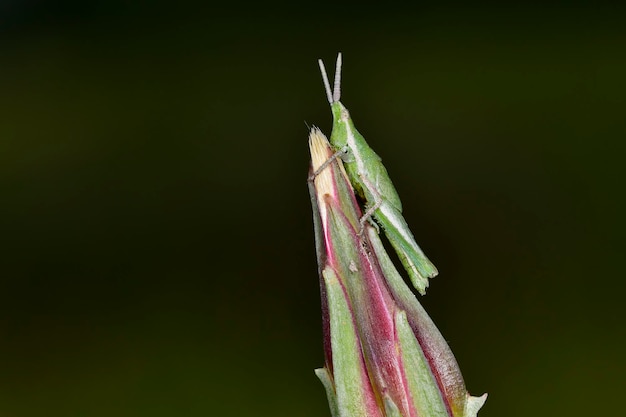 Los ortópteros son insectos paurometabólicos con piezas bucales masticables.