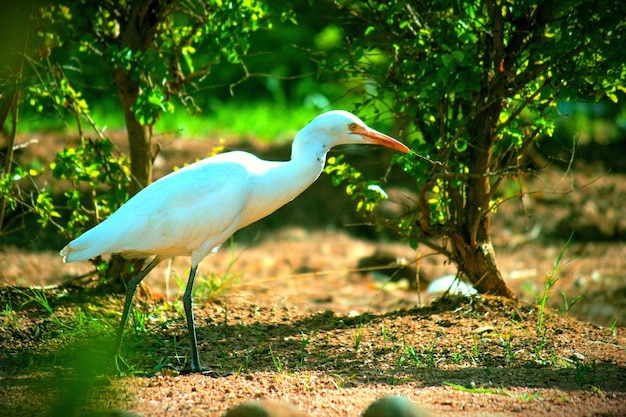 Ortrait da garça-vaqueira em seu habitat natural