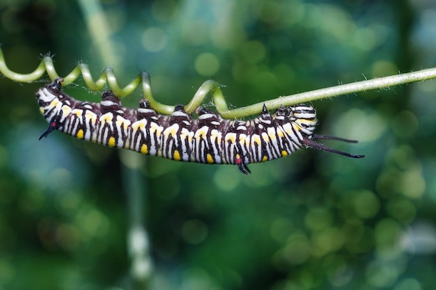 Foto oruga amarilla en un hinojo en una planta forestal en un día de verano con un hermoso fondo de bokek