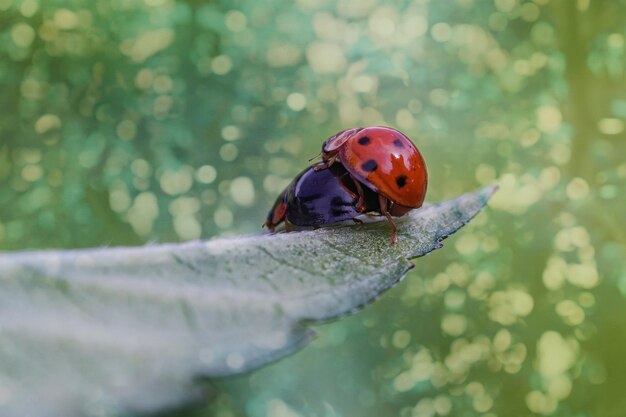 Foto oruga amarilla en un hinojo en una planta forestal en un día de verano con un hermoso fondo de bokek