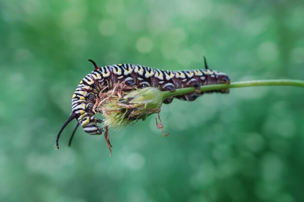 Foto oruga amarilla en un hinojo en una planta forestal en un día de verano con un hermoso fondo de bokek