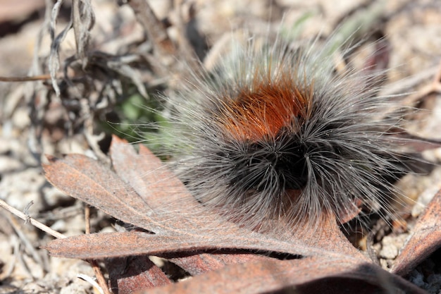 Oruga antes de convertirse en mariposa