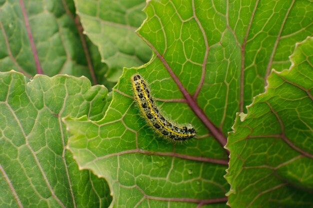 La oruga se arrastra sobre una hoja de col verde. Parásito. Macro.