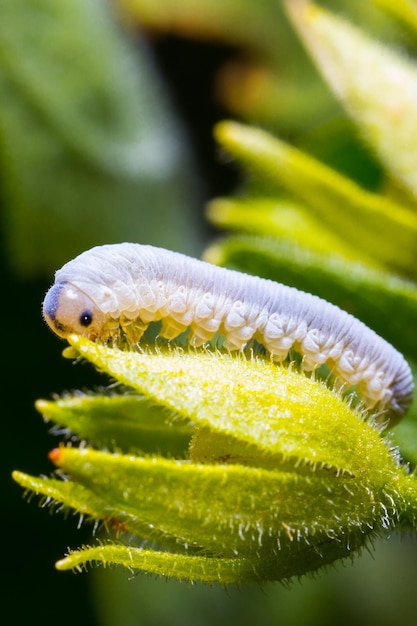 Oruga blanca gris