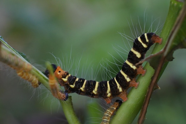 Foto una oruga de color brillante se arrastra sobre las hojas