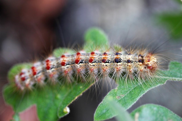 oruga coloreada