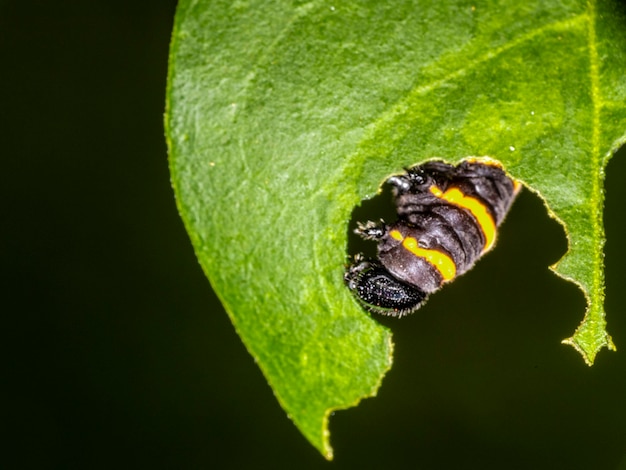 Oruga comiendo hojas de un árbol.