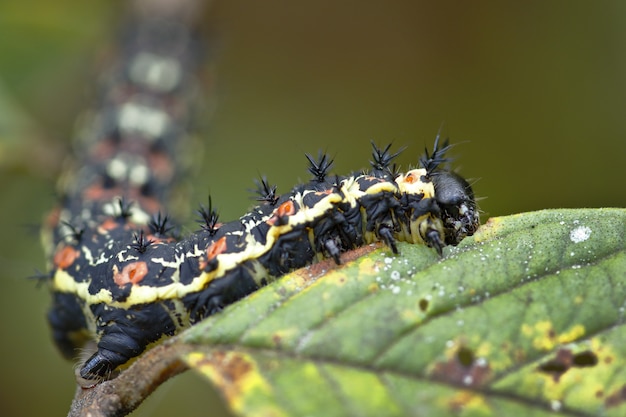 Oruga comiendo hojas