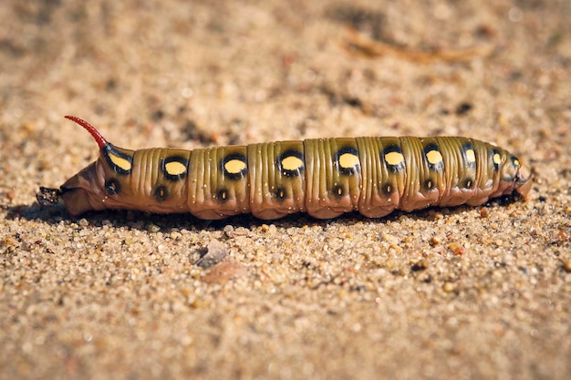 Oruga con cuerno de fondo arenoso