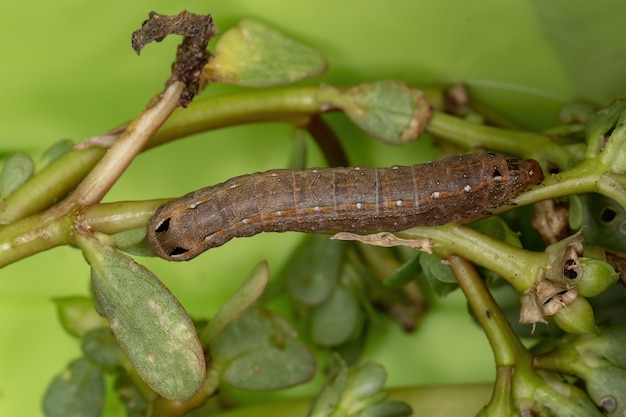 Oruga de la especie Spodoptera cosmioides comiendo la planta de verdolaga común de la especie Portulaca oleracea