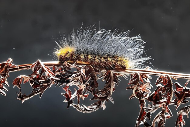 oruga esponjosa / insecto macro, larva, hermosa oruga macro agrandada