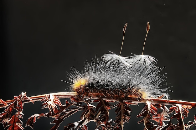 oruga esponjosa / insecto macro, larva, hermosa oruga macro agrandada