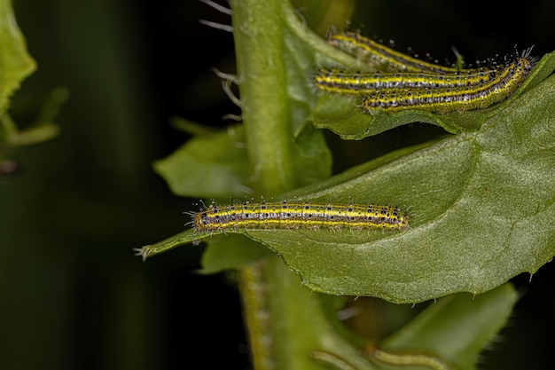 Oruga de la gran mariposa blanca del sur