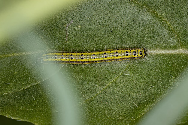 Oruga de la gran mariposa blanca del sur