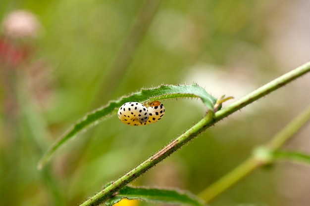 Oruga de gusano en una hoja