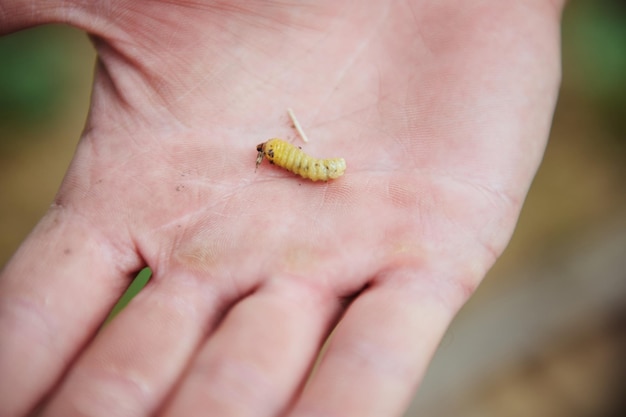 Oruga de gusano insecto Una plaga de jardín en la mano de un agricultor Primer plano Concepto de agricultura agrícola de horticultura