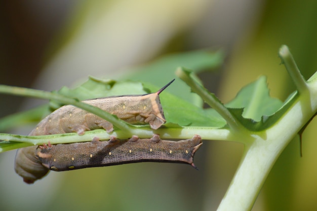 oruga en una hoja.