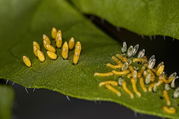 Oruga y huevos de la gran mariposa blanca del sur