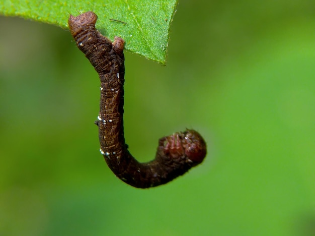 La oruga Hyposidra talaca colgando de la punta de la hoja