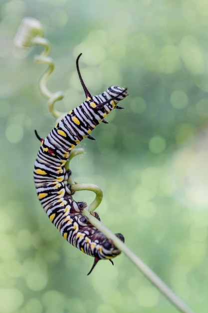 Foto oruga de mariposa monarca negra y amarilla sobre algodoncillo