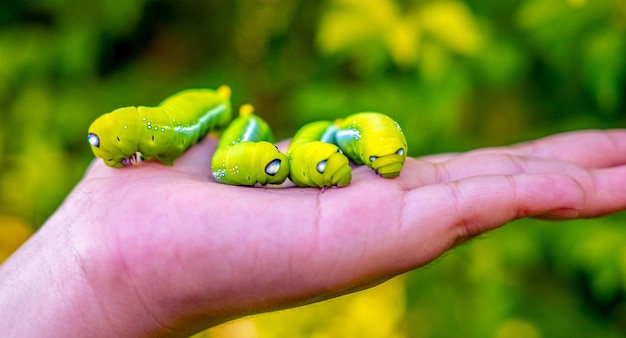 Oruga de mariposa verde brillante con grandes ojosLa gran oruga verde en la naturaleza