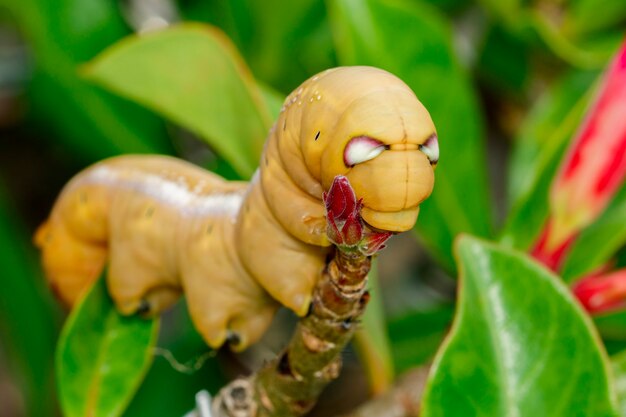 Oruga oleander halcón-polilla en una hoja verde