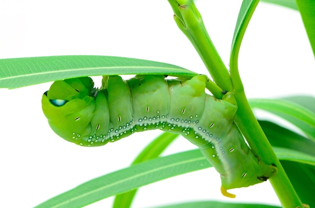 Oruga Oleander Hawkmoth