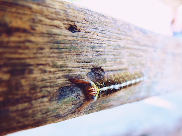 Una oruga peluda en una madera
