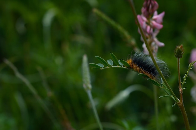 Oruga peluda negra y naranja de la polilla tigre de jardín